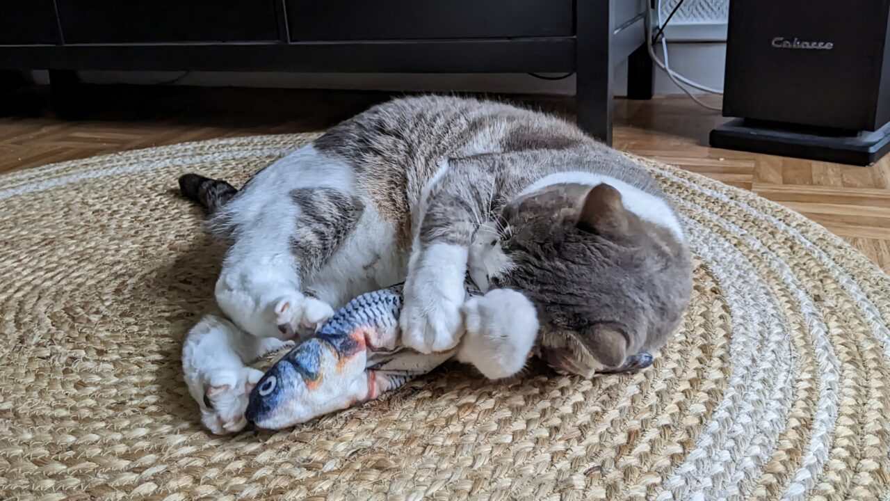 Chat qui joue avec un jouet truite rempli d'herbe aux chats