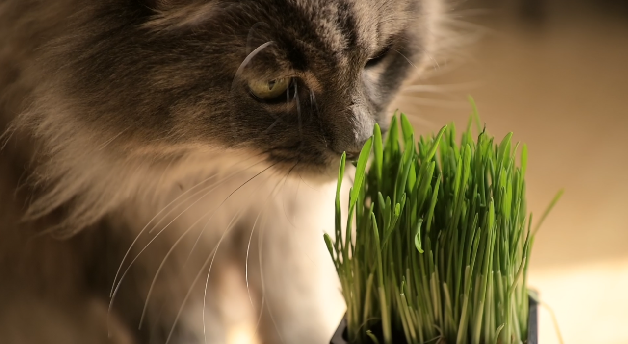 Chat qui renifle de l'herbe à chat