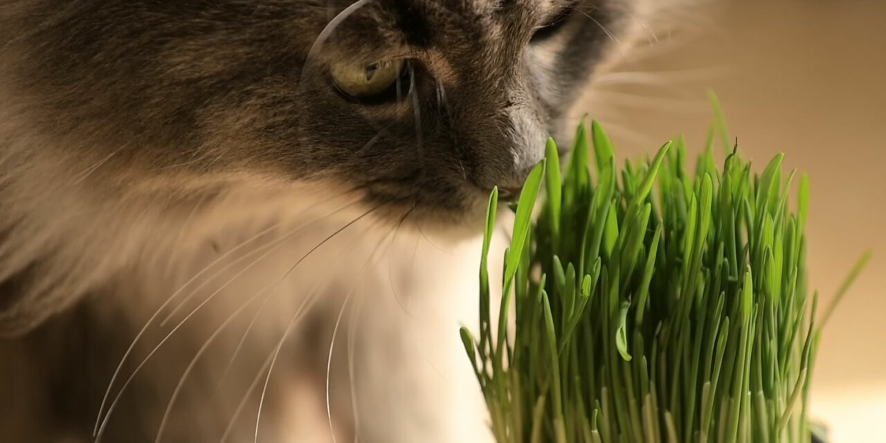 Herbe à chat, herbe aux chats : quelles différences ?