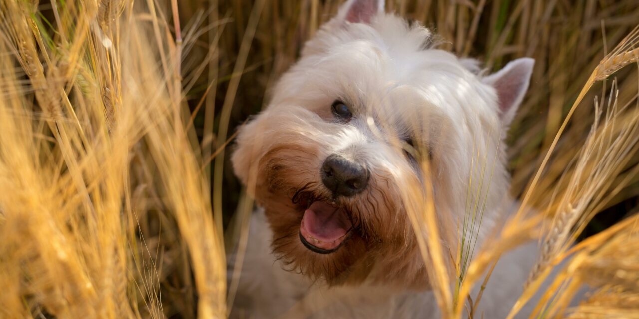 Pourquoi les épillets sont-ils dangereux pour nos chiens et chats ?