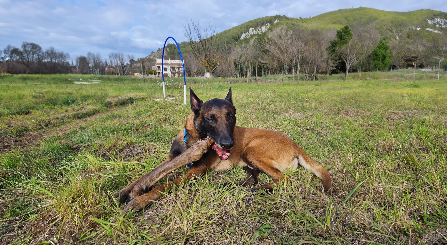 Chien malinois qui mastique