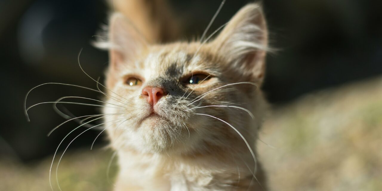 A quoi servent les moustaches du chat ?