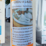 affiches de chats perdus