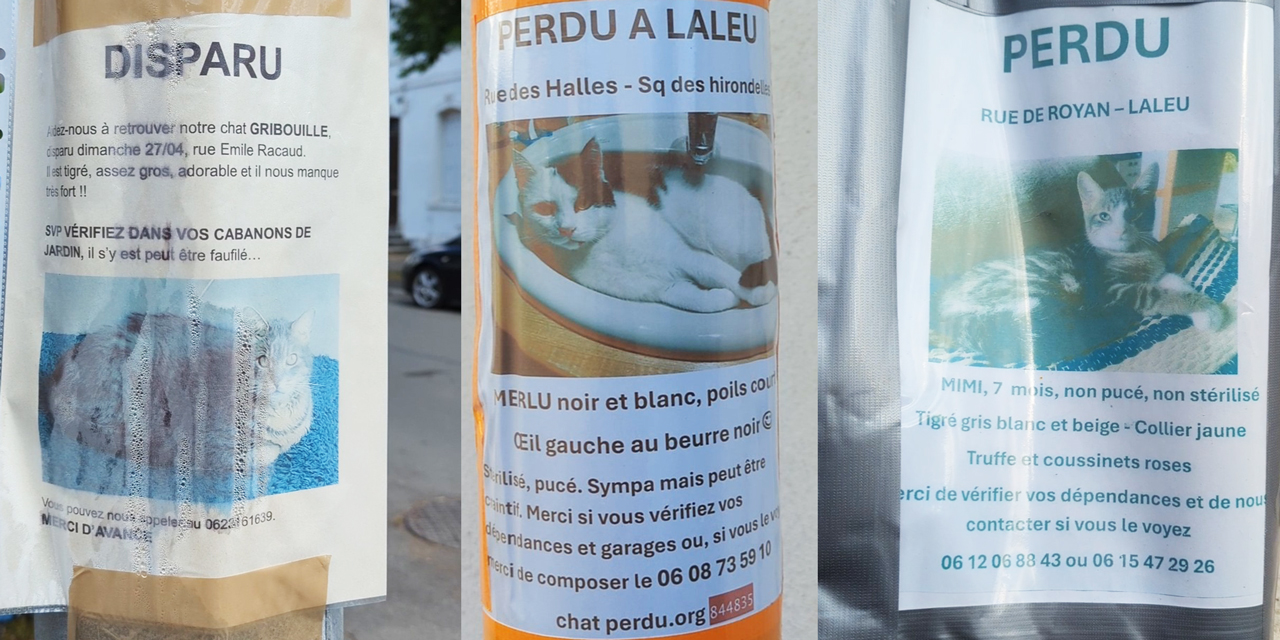 Comment retrouver un chat perdu ?